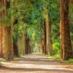 Alberi2