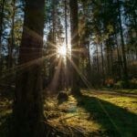 Foresta 1