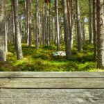 Foresta