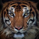 Tigre8372