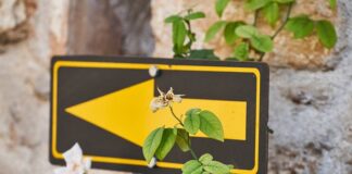 Green pass – Verifiche – Linee guida per le pubbliche amministrazioni