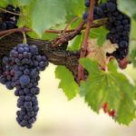 Vendemmia